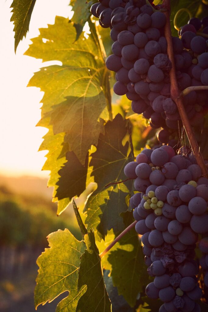 vines-g5dfb0bfa1_1920