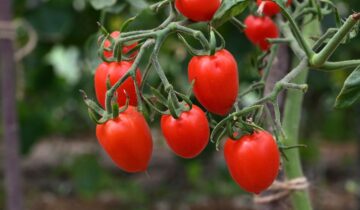 Produzione limitata, qualità illimitata: perché certi pomodori non sono sempre disponibili